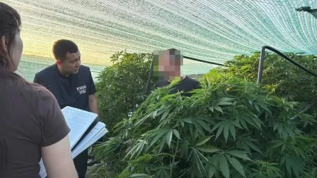 БҚО тұрғыны жасырын жылыжайда есірткі өсірген