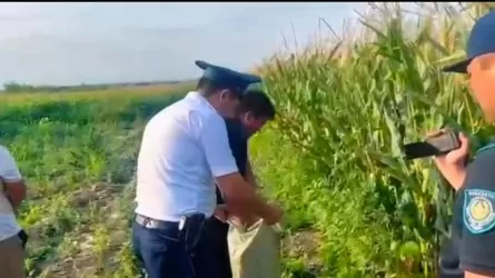 Алматы облысында тұрғын жүгері алқабының арасына жасырын есірткі өсірген 