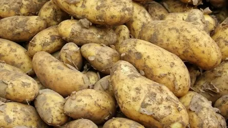 Ученые выяснили, от какой культуры произошел картофель 