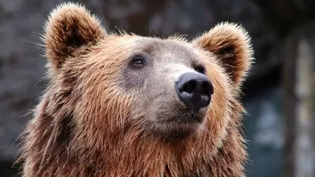 Медведи облюбовали городские окраины в Восточном Казахстане 