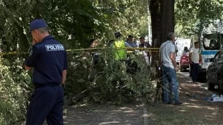 Алматы әкімдігі үстіне ағаш құлап, мерт болған қыз оқиғасы жайлы мәлімдеме жасады