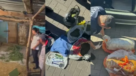 Жыл басынан бері заңсыз айналымнан 11 тоннадан астам есірткі алынды