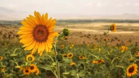 Биыл егілген күнбағыс алқабы рекордтық көрсеткішке жетті