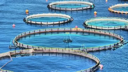 В РК ввели обязательную регистрацию в системе E-fish 