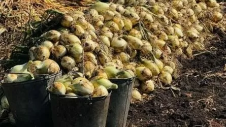 Где в Казахстане самая высокая урожайность зерновых и овощей 