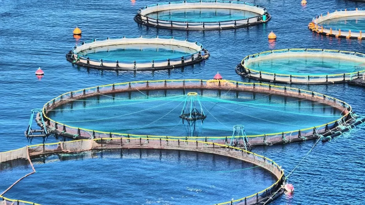 В РК ввели обязательную регистрацию в системе E-fish 