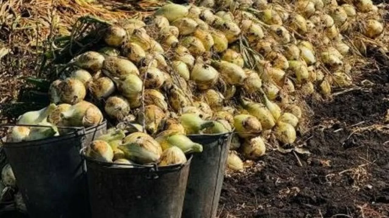 Где в Казахстане самая высокая урожайность зерновых и овощей 