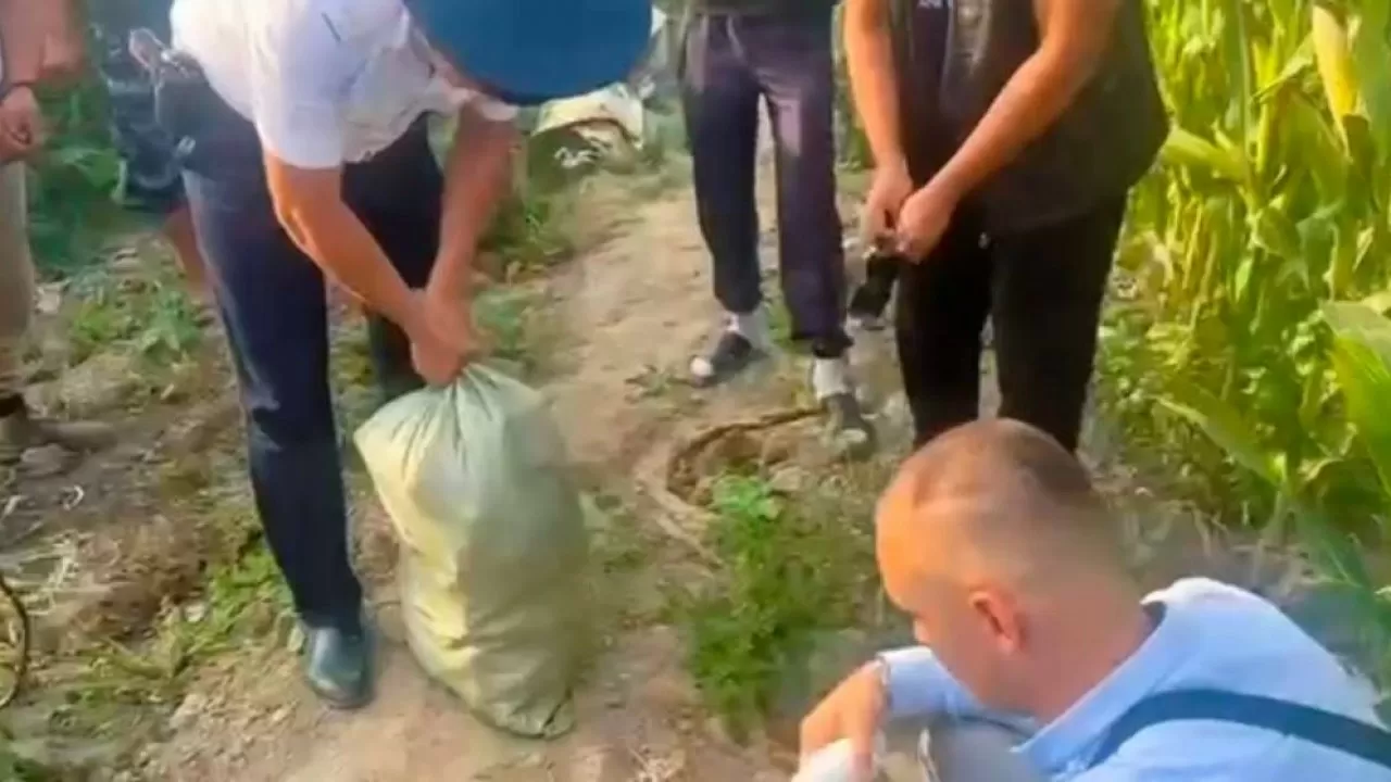 Крупную наркоплантацию тщательно спрятали на юге Казахстана 
