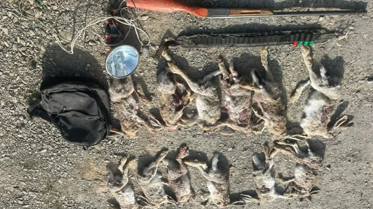 Полицейские остановили мототранспорт с тушами зайцев в Кызылординской области 