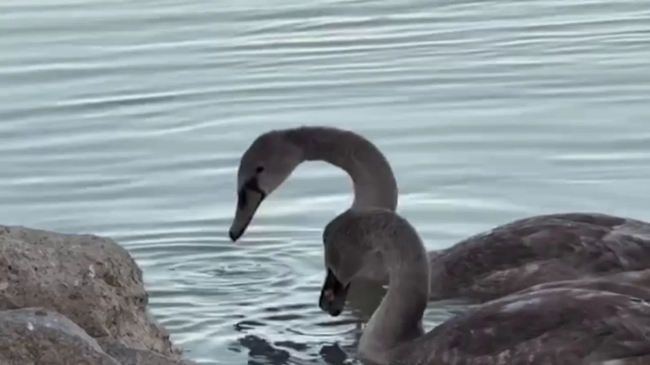 Атырауда қыстап қалған аққудың балапандары құтқарылды