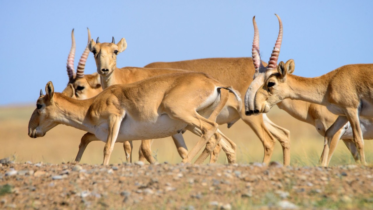 Нәзік кискадағы мүшесі