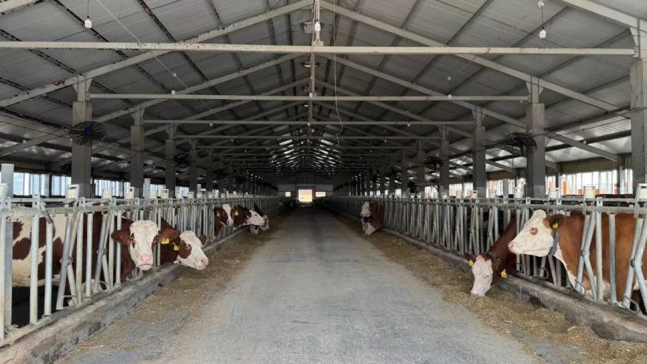 Павлодарда сүт өндірісінің көлемі 31,5 мың тоннаға артты