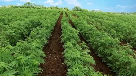 Елімізде қарасора өсіруге ресми түрде рұқсат берілді