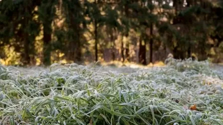 Алдағы күндері ел аумағында үсік жүруі мүмкін