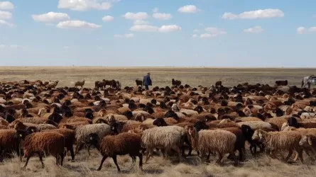 Развитие животноводства в сердце области Ұлытау 