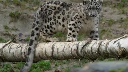 Кого сняли фотоловушки в нацпарке Казахстана 
