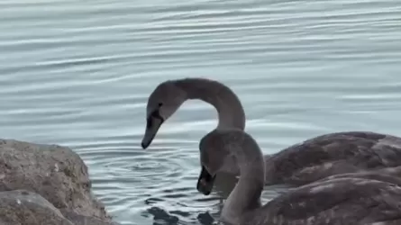 Атырауда қыстап қалған аққудың балапандары құтқарылды