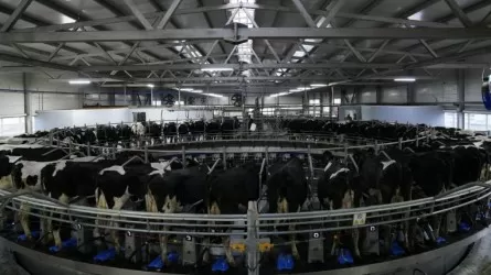 Елімізде асыл тұқымды мал шаруашылығын дамытатын бағдарлама бастау алады