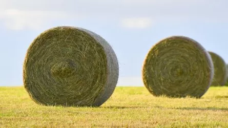 Заготовка кормов в Казахстане выполнена на 96% 