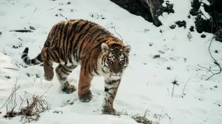 Чистейшие города Азии в Казахстане, наплыв китайских туристов и зооподарок от России