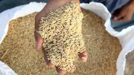 Стало известно, на сколько в Казахстане продлены госсубсидии на зерно