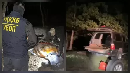 Группу скотокрадов задержали в Актюбинской области  