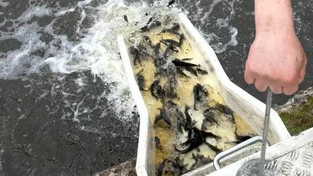 Какой рыбой "заселили" Сергеевское водохранилище в СКО