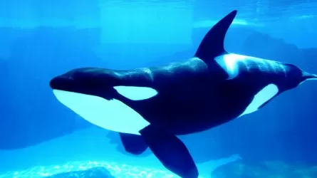 Самую одинокую косатку заметили в Атлантическом океане 