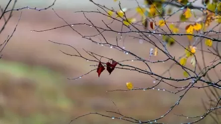 Бүгін еліміздің басым бөлігінде жел күшейеді
