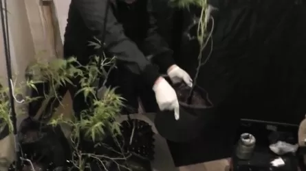 Астанада есірткі өсірген тұрғын ұсталды