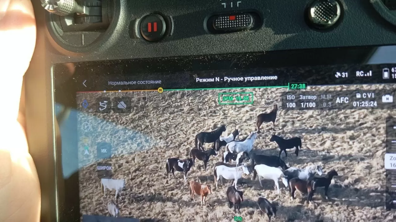 Жамбыл облысында ұрланған жылқылар GPS арқылы табылды