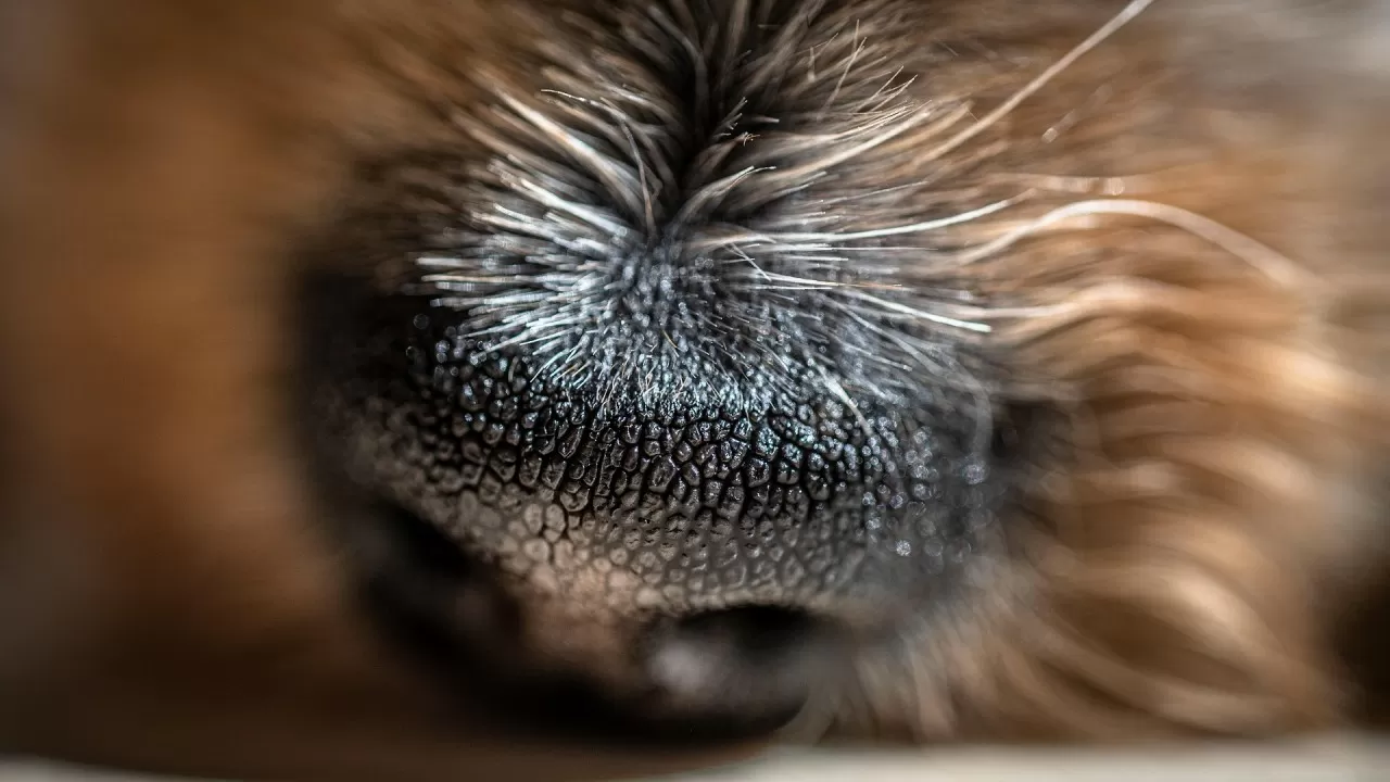 Нос как паспорт: что скрывает мордочка собаки 