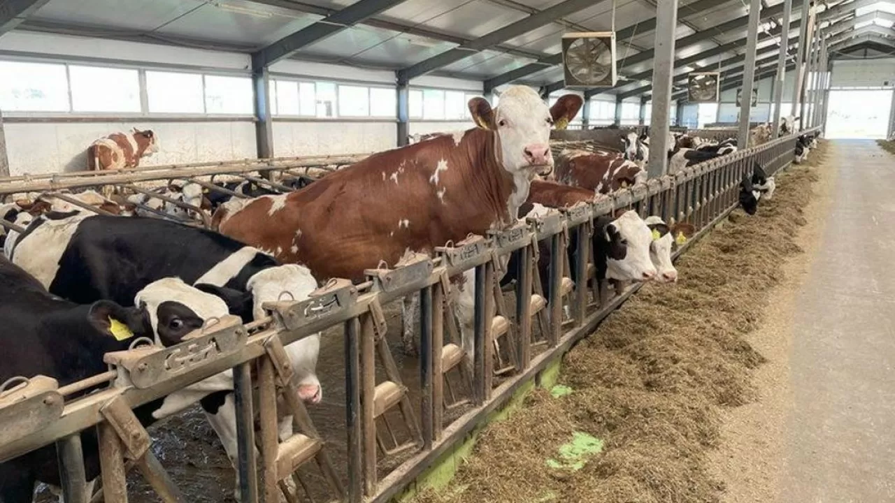 Алматы облысында 1200 басқа арналған сүт-тауарлы фермасы салынады