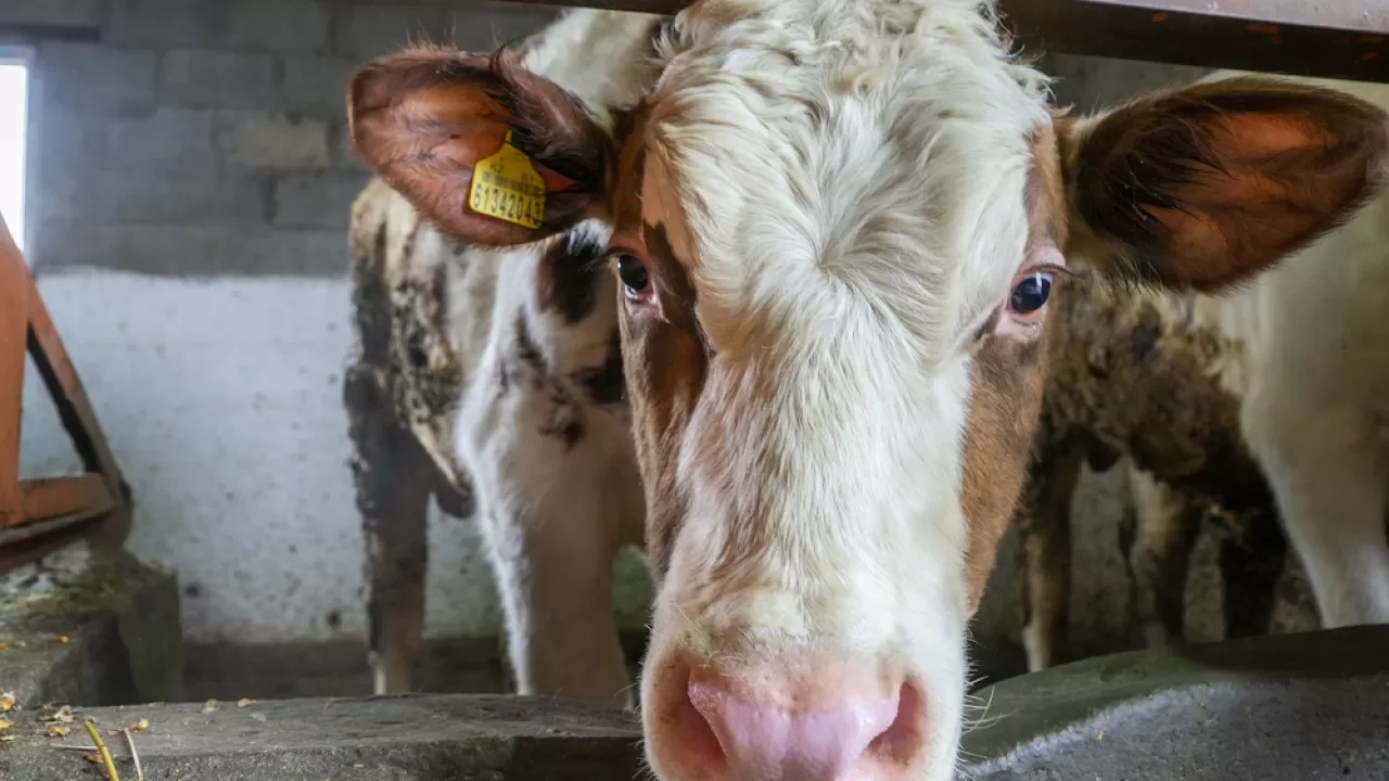 Ветслужбу Костанайской области ждет реорганизация