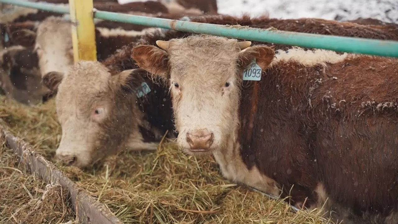 Қарағанды облысында ірі қарадан пастереллез індеті анықталды