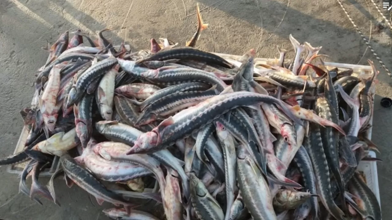 Ущерб на десятки миллиардов тенге нанесли Казахстану браконьеры 