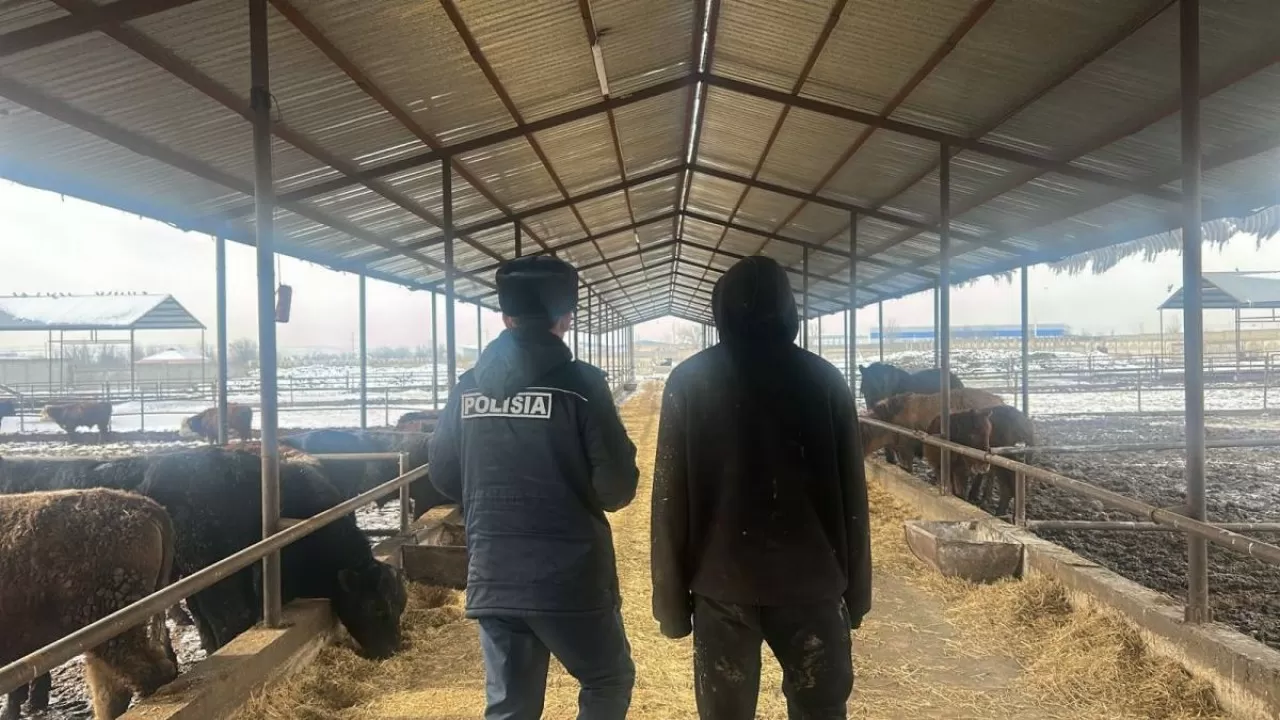 "Камераларды әдейі өшірген": Шымкентте шаруашылықтан мал ұрлаған 2 жұмысшы ұсталды