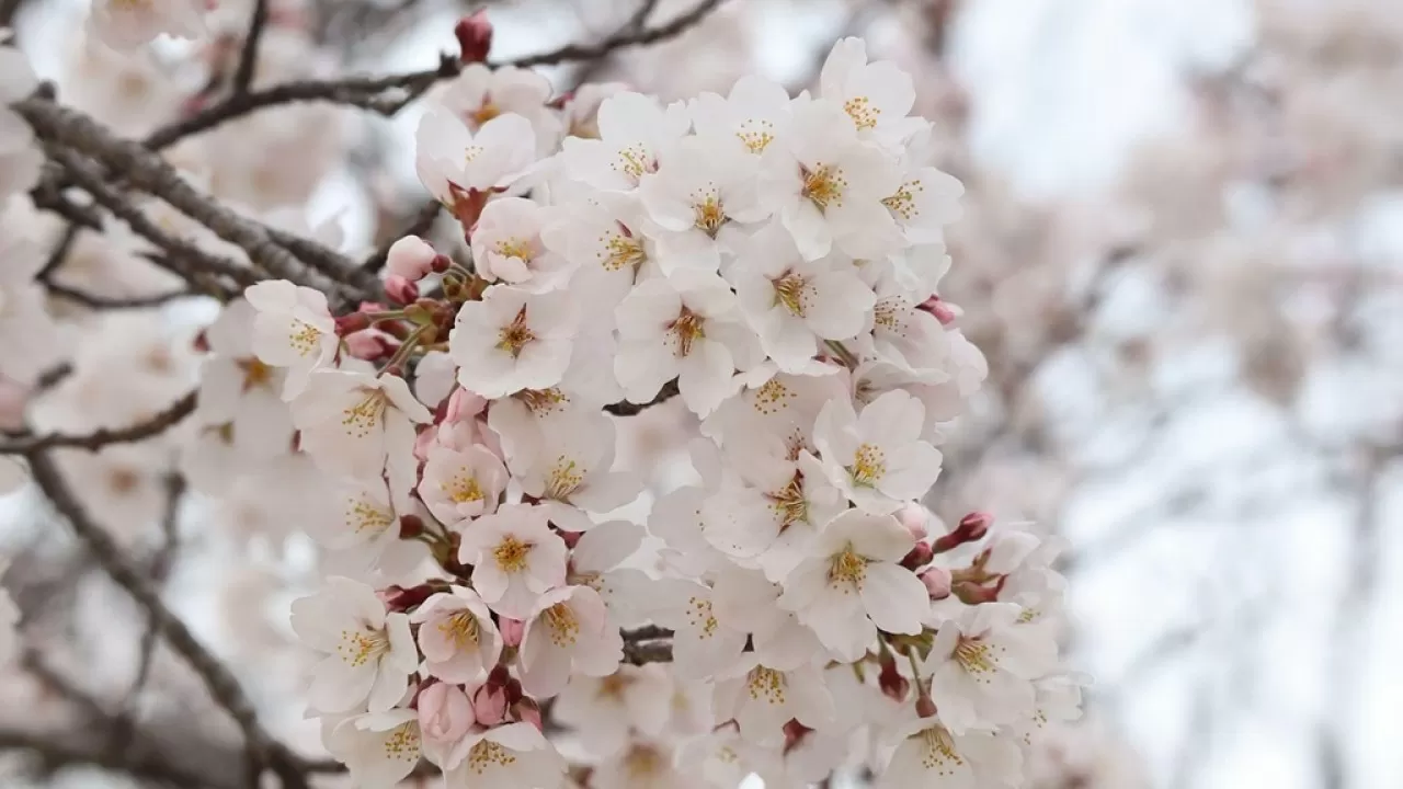 Сакура за меньшие деньги: Япония неожиданно подешевела для туристов 