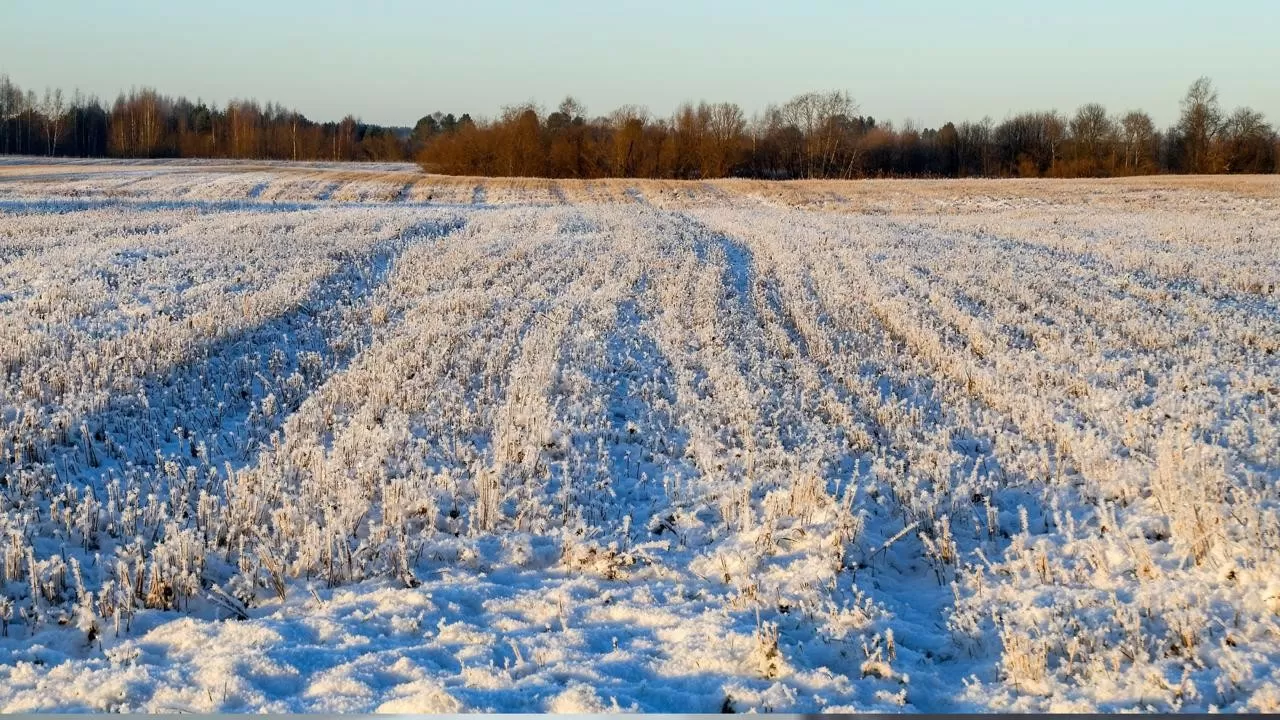 Народу раздадут по 50 соток в этом году. Кому положено? 