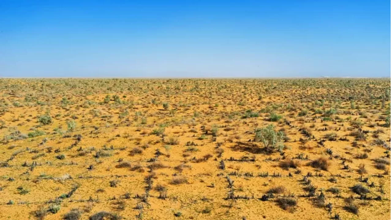 На дне Аральского моря высадили 53 млн саженцев саксаула