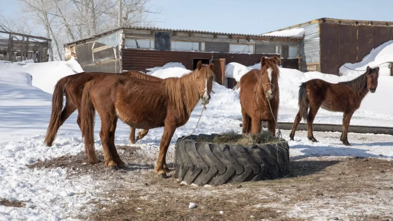 Түркістан облысында мал ұрлығымен айналысқан 19 қылмыстық топ ұсталды