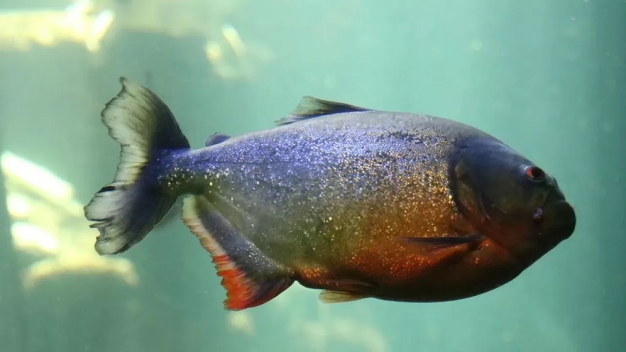 В Бразилии туристы пострадали при нападении пираний  