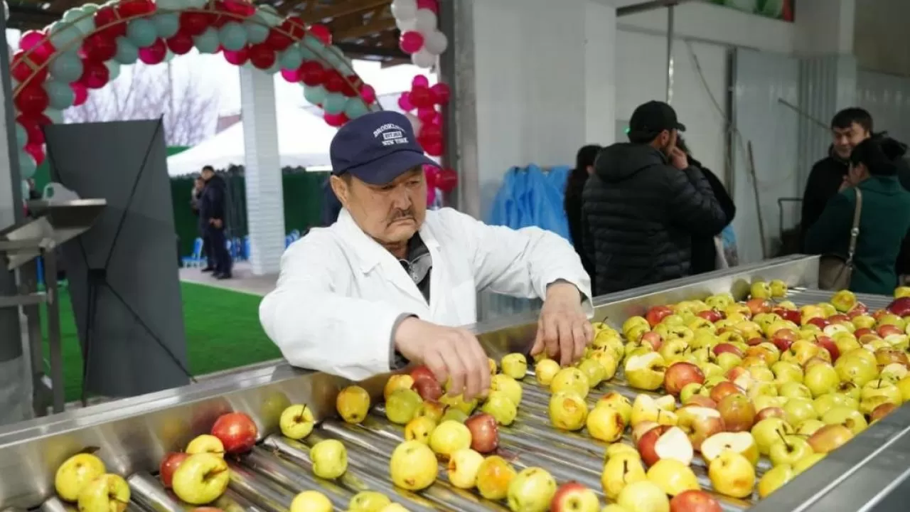 Способ делать деньги на "лишних" яблоках нашли в Туркестанской области