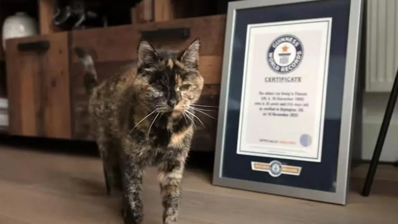 Кошка-долгожительница из Великобритании отметила 30-летие