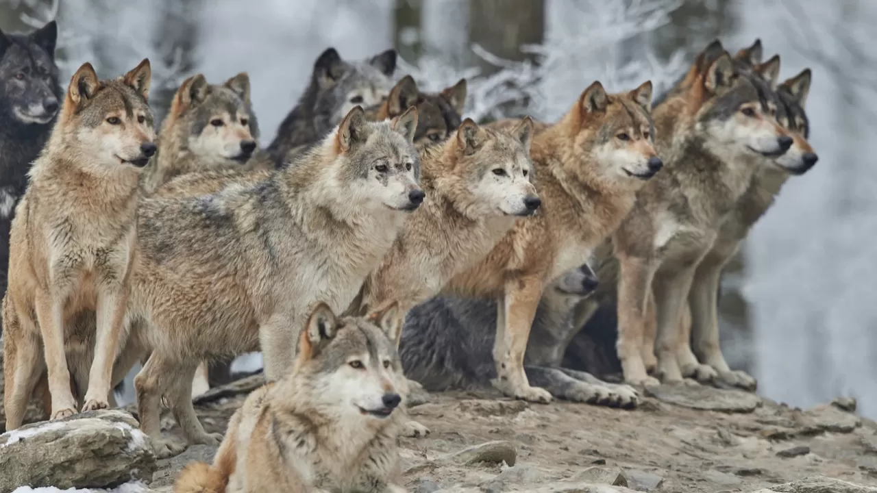 Қызылордада биологиялық тепе-теңдікті сақтау үшін қасқыр ауланып жатыр