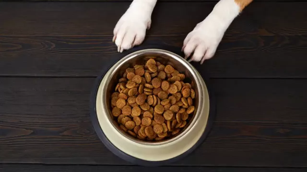 Завод по производству кормов для домашних животных построят в Алматинской области