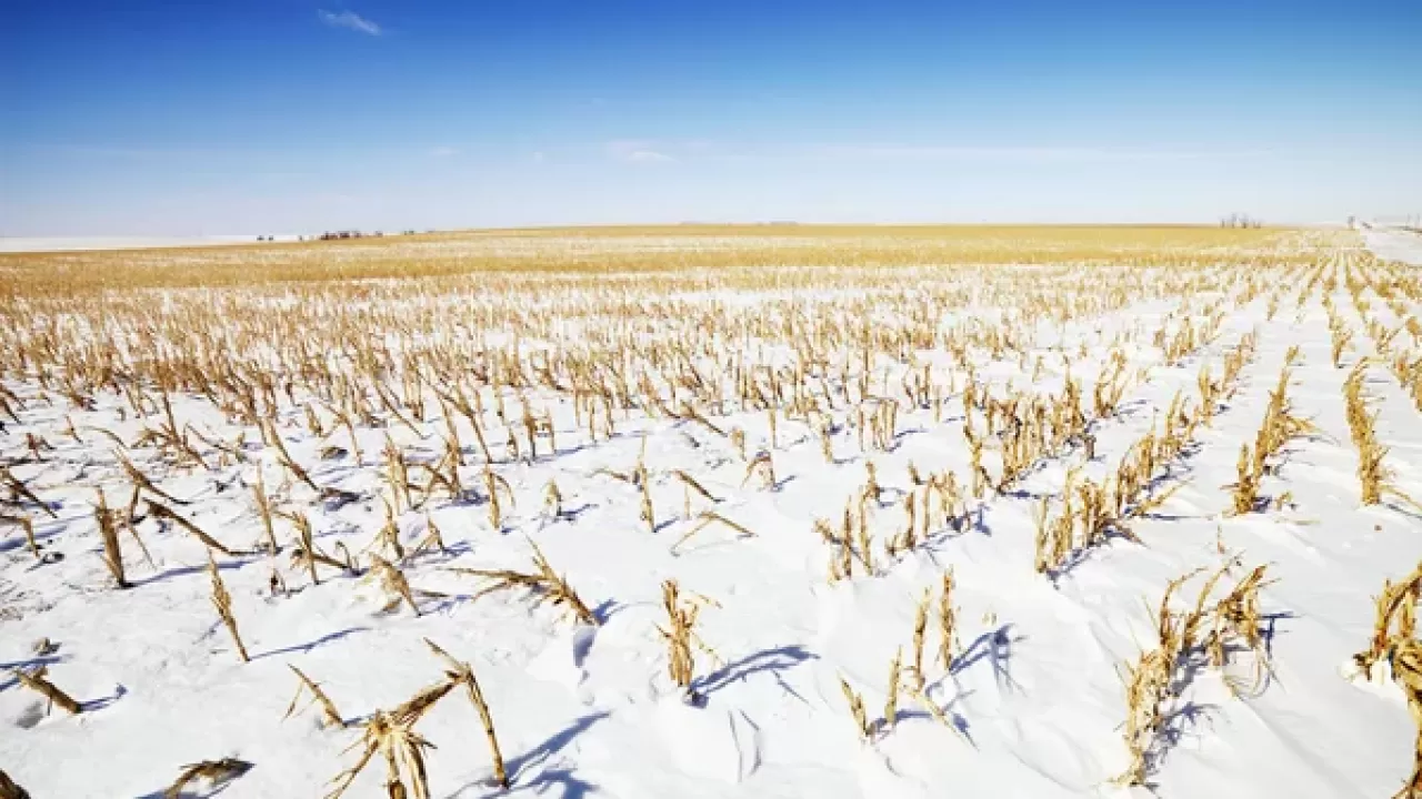 Казахстан ждет слабый по урожайности год: первые наблюдения