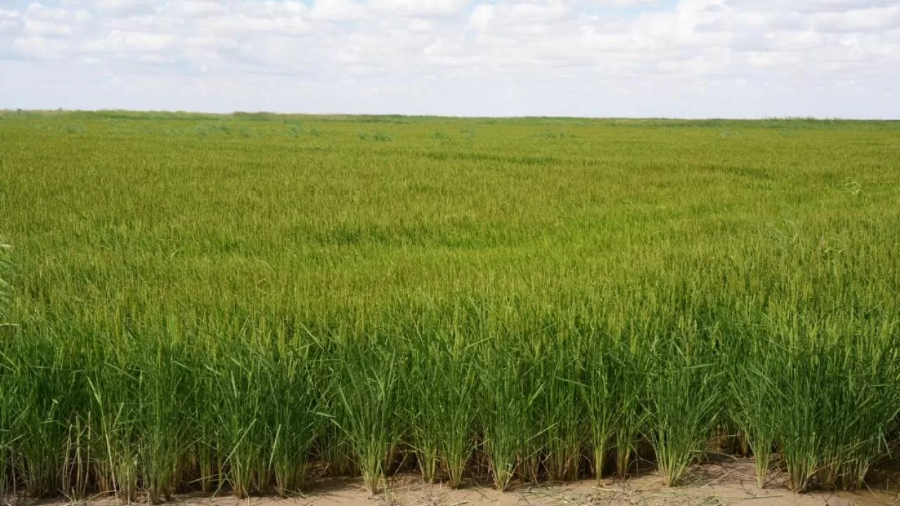 Түркістан және Қызылорда облыстарында күріш пен мақтаның егіс алаңдары бекітілді