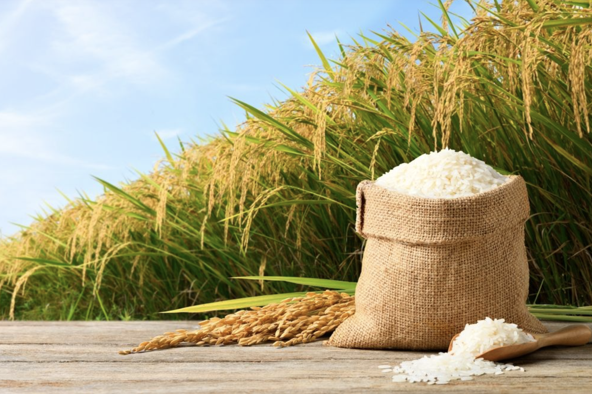 Түркістан облысында су тапшылығына байланысты күріш тек Шардарада егіледі