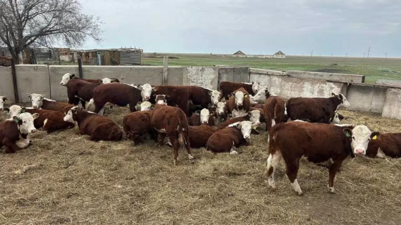 Түркістан облысында субсидияға бөлінген 271 млн теңгені жымқырғандар сотталды